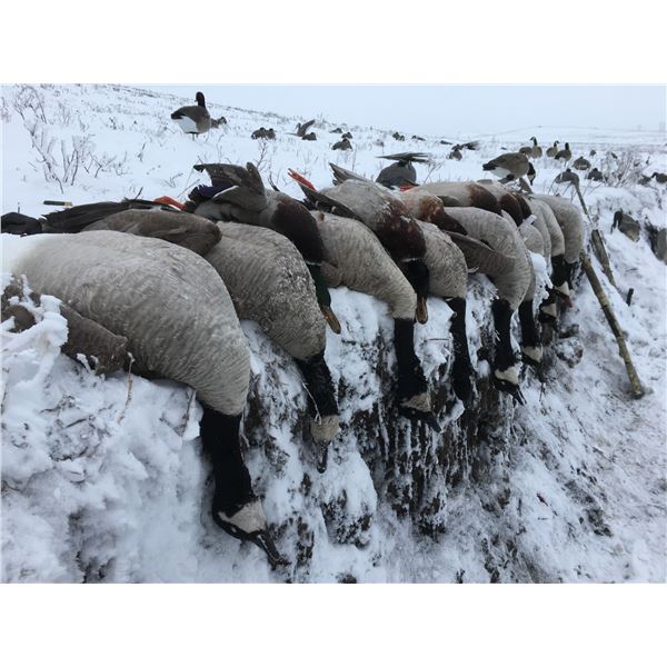 4-Day North Dakota Waterfowl Hunt for 2 Hunters