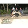 Image 2 : 2-Day Florida Alligator & Hog Combo Hunt for 1 Hunter