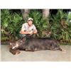 Image 6 : 2-Day Florida Alligator & Hog Combo Hunt for 1 Hunter