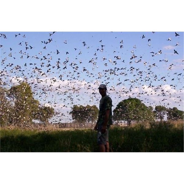 3-day Argentina Dove Shooting Trip for 3 Hunters