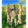 Image 1 : 2-Day / 2-Night Texas Predator hunt for 2 Hunters
