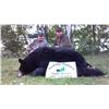 Image 4 : 5-Day Maine Fall Baited Black Bear Hunt for 1 Hunter