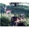 Image 3 : COUES DEER HUNT IN WILCOX, ARIZONA, Hunters Choice Archery or Rifle
