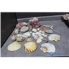 Image 1 : Assorted Shells and Coral