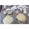 Image 2 : Assorted Shells and Coral