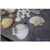 Image 3 : Assorted Shells and Coral