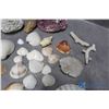 Image 4 : Assorted Shells and Coral