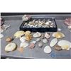 Image 1 : Assorted Shells and Coral