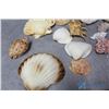 Image 2 : Assorted Shells and Coral