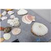 Image 2 : Assorted Shells and Coral