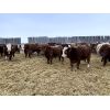 Image 3 : Blomquist Inc. - 920# Steers - 70 head (Big Valley, AB)