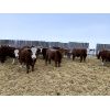 Image 5 : Blomquist Inc. - 920# Steers - 70 head (Big Valley, AB)