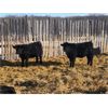 Image 6 : Lyle & Darrell Prescesky - 950# Steers - 60 Head (Mullingar, SK)