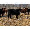 Image 3 : Pakowki Ranching Co Ltd.  - 1025# Steers - 135 head (Manyberries, AB)