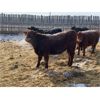 Image 4 : Pakowki Ranching Co Ltd.  - 1025# Steers - 135 head (Manyberries, AB)