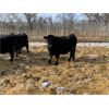 Image 5 : Pakowki Ranching Co Ltd.  - 1025# Steers - 135 head (Manyberries, AB)