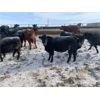 Image 6 : Pakowki Ranching Co Ltd.  - 1025# Steers - 135 head (Manyberries, AB)