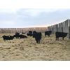 Image 1 : Lazy T Ranch - 1025# Heifers - 450 Head (Indian Head, SK)