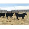 Image 2 : Lazy T Ranch - 1025# Heifers - 450 Head (Indian Head, SK)