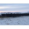 Image 3 : Lazy T Ranch - 1025# Heifers - 450 Head (Indian Head, SK)