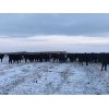 Image 5 : Lazy T Ranch - 1025# Heifers - 450 Head (Indian Head, SK)