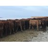 Image 2 : Lazy T Ranch - 1025# Heifers - 400 Head (Indian Head, SK)