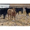 Image 5 : J-5 Johnson Enterprises - 1050# Steers - 120 Head (Lundar, MB)