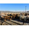 Image 4 : Hillview Colony - 725# Steers - 70 head (Rosebud, AB)