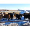 Image 5 : Hillview Colony - 725# Steers - 70 head (Rosebud, AB)