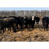 Image 2 : Raymond Land & Cattle - 840# Steers - 210 Head (Aneroid, SK)