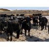 Image 3 : Raymond Land & Cattle - 840# Steers - 210 Head (Aneroid, SK)
