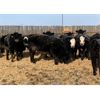Image 5 : Raymond Land & Cattle - 840# Steers - 210 Head (Aneroid, SK)