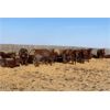 Image 2 : Raymond Land & Cattle - 800# Steers - 75 Head (Aneroid, SK)