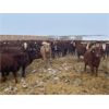 Image 2 : Lazy T Ranch - 1025# Heifers - 650 Head (Indian Head, SK)
