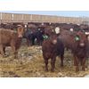 Image 3 : Lazy T Ranch - 1025# Heifers - 650 Head (Indian Head, SK)