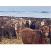Image 4 : Lazy T Ranch - 1025# Heifers - 650 Head (Indian Head, SK)