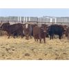 Image 5 : Lazy T Ranch - 1025# Heifers - 650 Head (Indian Head, SK)