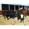 Image 2 : Old Shore Cattle Co. - 570# Heifers - 27 Head (Langruth, MB)