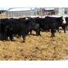 Image 4 : Old Shore Cattle Co. - 570# Heifers - 27 Head (Langruth, MB)