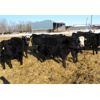 Image 5 : Old Shore Cattle Co. - 570# Heifers - 27 Head (Langruth, MB)