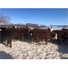 Image 2 : 7C Ranch - 700# Heifers - 85 Head (Marwayne, AB)