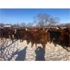 Image 4 : 7C Ranch - 700# Heifers - 85 Head (Marwayne, AB)