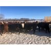 Image 5 : 7C Ranch - 700# Heifers - 85 Head (Marwayne, AB)