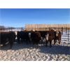 Image 6 : 7C Ranch - 700# Heifers - 85 Head (Marwayne, AB)