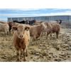 Image 1 : Hillview Colony - 775# Heifers - 63 Head (Rosebud, AB)
