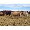 Image 3 : Hillview Colony - 775# Heifers - 63 Head (Rosebud, AB)