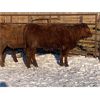 Image 2 : Pickett Ranching - 765# Heifers - 80 head (Gem, AB)