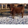 Image 3 : Pickett Ranching - 765# Heifers - 80 head (Gem, AB)
