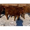 Image 4 : Pickett Ranching - 765# Heifers - 80 head (Gem, AB)
