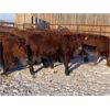 Image 5 : Pickett Ranching - 765# Heifers - 80 head (Gem, AB)